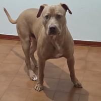 Accoppiamento pitbull