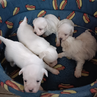 Cuccioli maltese