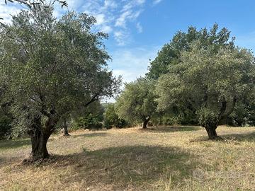 Terreno agricolo