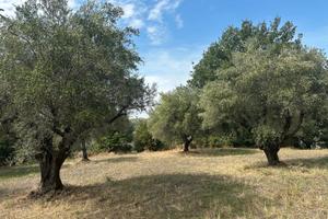 Terreno agricolo