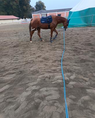 Cavallo