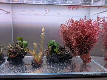 piante acquario