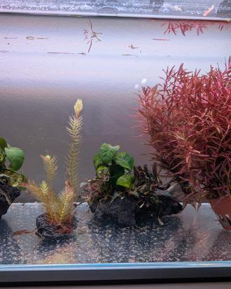 piante acquario