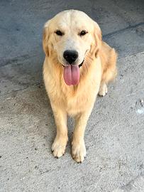 Golden retriever americano monta