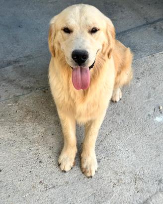 Golden retriever americano monta
