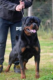 Rottweiler maschio