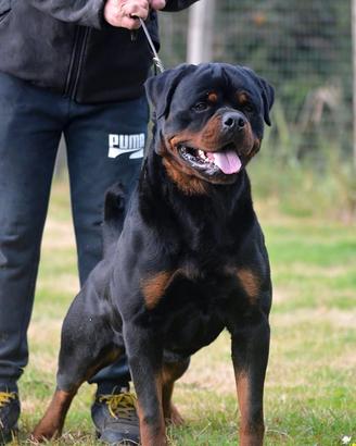Rottweiler maschio