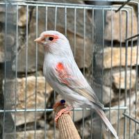 Canarine Agata Opale Rosso Mosaico