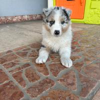 Cucciolo pastore australiano