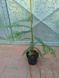 Pianta Sequoia sempervirens h 40 - 45 cm 