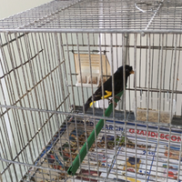 Negrito della bolivia , maschio , 2025