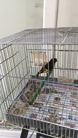 Negrito della bolivia , maschio , 2025