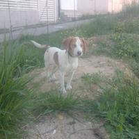 Cani da caccia