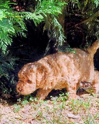Barboncino Nano Femmina Red Fulvo Nata il 5 Marzo