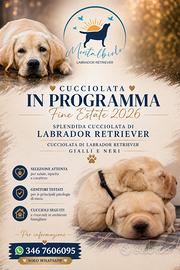Cuccioli Labrador 2 mesi