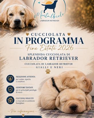 Cuccioli Labrador 2 mesi