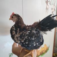Galli giovani brahma, amrock e serama