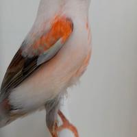 Arlecchino portoghesi anellati Foi