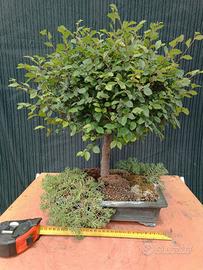 Bonsai di Olmo campestre a scopa rovesciata H48 cm