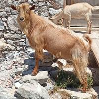 Becco di circa quattro anni