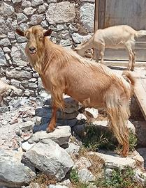 Becco di circa quattro anni