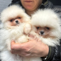 Volpino Pomerania nano