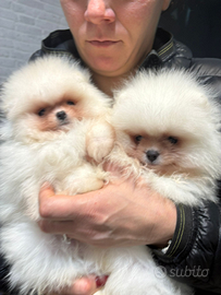 Volpino Pomerania nano