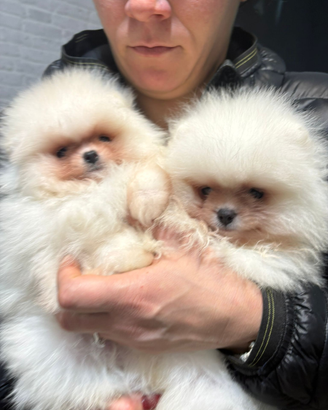 Volpino Pomerania nano