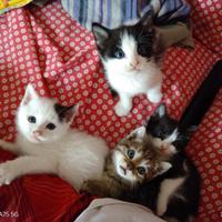 Cuccioli gattini