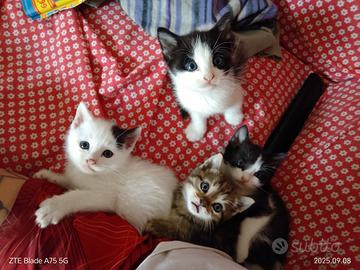 Cuccioli gattini