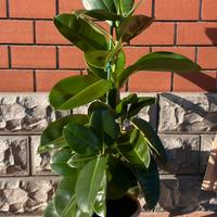 Ficus o fico del Caucciù