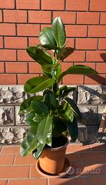 Ficus o fico del Caucciù