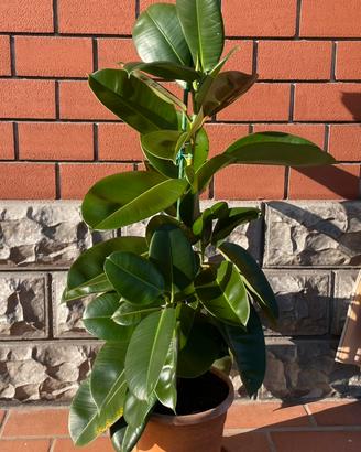Ficus o fico del Caucciù