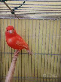 Canarina rossa