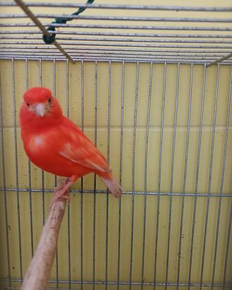 Canarina rossa