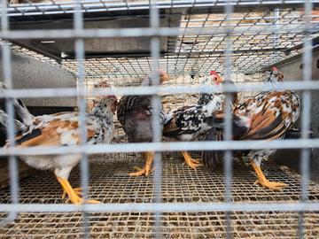 Galli Amrock e nani americani