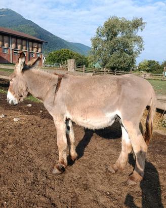 Asino 6 anni