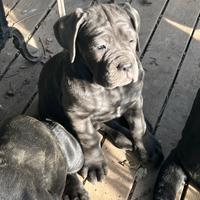 Disponibili cuccioli Cane Corso