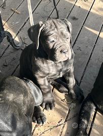 Disponibili cuccioli Cane Corso