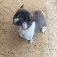 Bulldog francese femmina blu e bianca