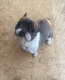 Bulldog francese femmina blu e bianca