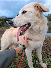 Dolce matilda senza una famiglia