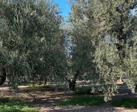 Terreno agricolo (uliveto e vite)