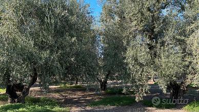 Terreno agricolo (uliveto e vite)