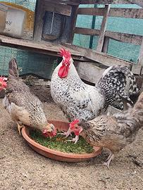 Trio galline e gallo Legbar