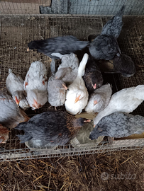 Galline Oliver Egger