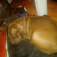 Cuccioli di Pitbull