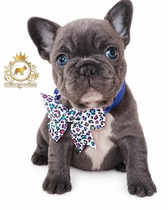 Strepitoso Maschietto Bulldog francese Total Blu