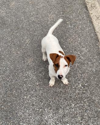 Jack Russel per monta