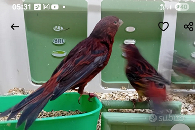 Canarini nero rossi intensi